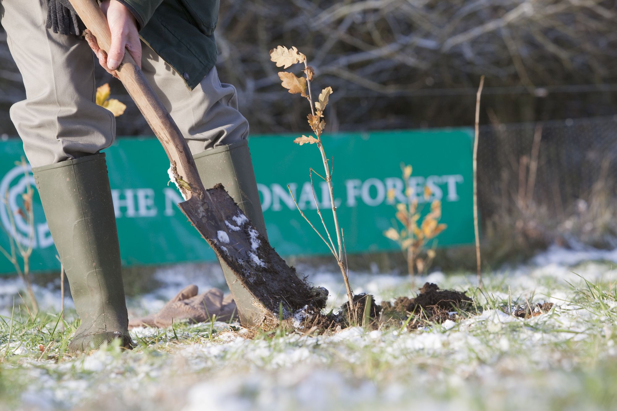 Central England Co-op members to help create new woodland in the National Forest