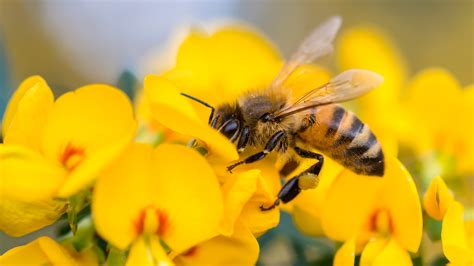 Bournville Beekeepers visit the Co-op Gardening Group