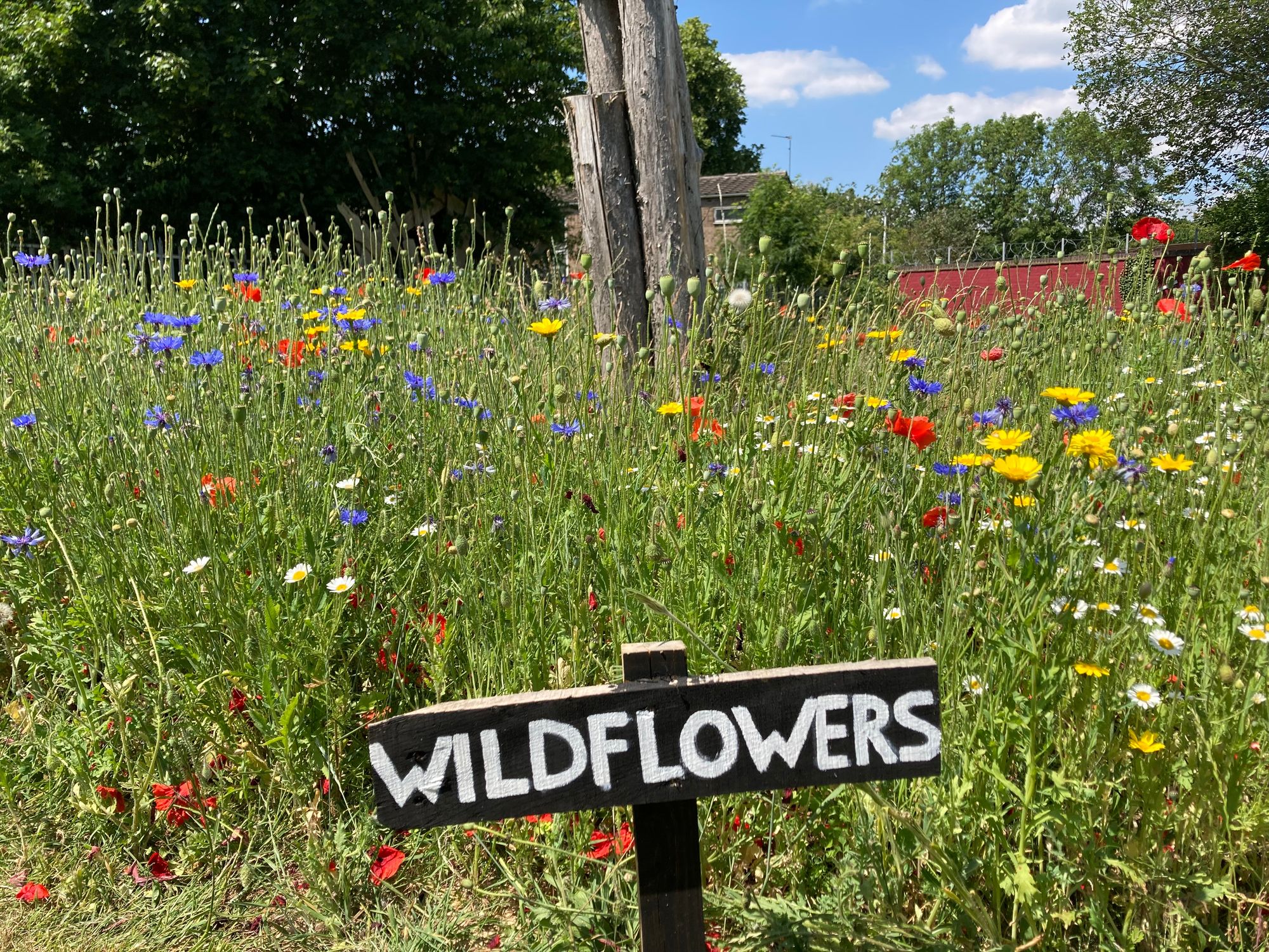 Visit to West Raven Community Garden